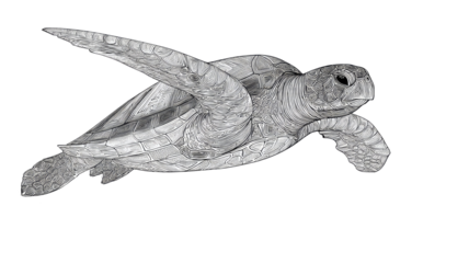 Hand drawn vintage sketch of a wildlife tortoise shell illustration and nature animal vector design featuring a turtle isolated on a white background