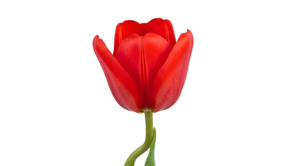 Obraz premium Vibrant red tulip isolated on transparent background