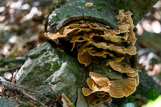 Plize im Wald 