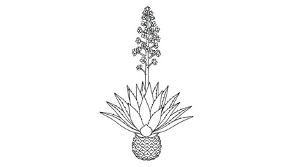 Agave plant with flower stalk and pineapple shaped stem vector illustration © GoDesigner
