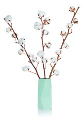 Cotton flower in vase, isolated on white background with natural reflection and shadows