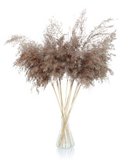 Dry decorative pampas grass in a glass vase, isolated on white background with natural reflection and shadows