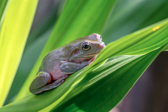 Green Tree Frog on a leaves. whites tree frog sitting on leaf