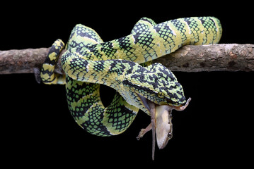 Wagler snake eating its prey, Wagler snake coiled around a tree branch in black background