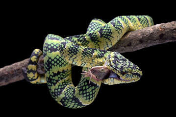 Wagler snake eating its prey, Wagler snake coiled around a tree branch in black background