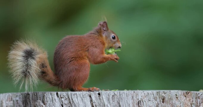 Portrait of a cute red squirrel eating green hazelnuts on a tree stump