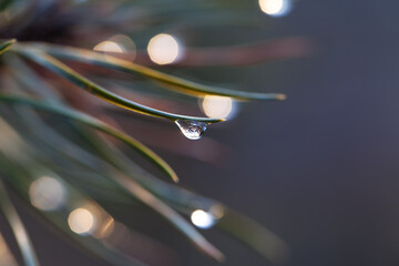 Water drop on pine-needle