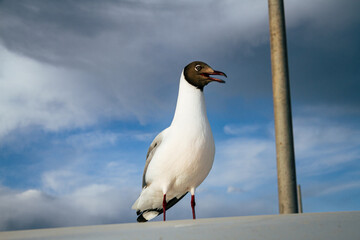 Obraz premium Black-headed gull perched against blue sky, wildlife bird portrait