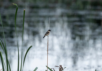 A western stonechat in its natural habitat in the swamps near Hua Hin, Thailand.