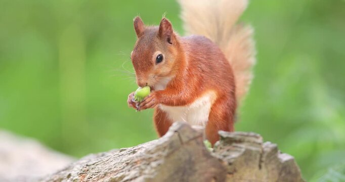 Portrait of a cute red squirrel eating green hazelnuts on a tree stump