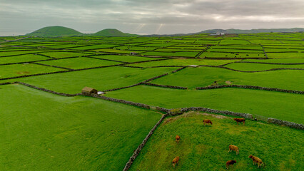 Grass field in Azores 