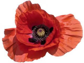 Close-up of a vibrant red poppy flower petals isolated on a transparent background