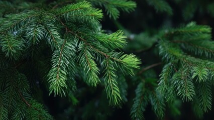 Close-up of green pine needles on a dark background.