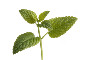 Green plant with four leaves on black isolated isolated on a transparent background