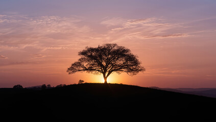 Majestic sunrise tree silhouette on hill with colorful sky