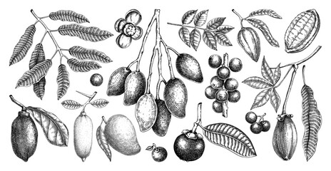 Exotic plants sketches set. Tropical fruit and palm leaves hand drawn vector illustrations. Botanical design elements. NOT AI generated