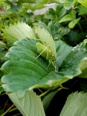 Grasshopper perched on a green leaf of a plant Strawberry