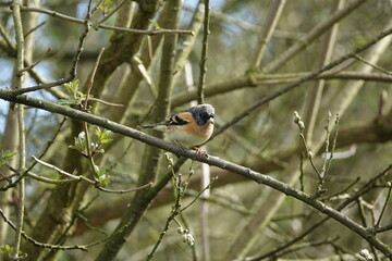 the beautiful brambling (Fringilla nontifringilla) a colorful  winter visitor to the UK