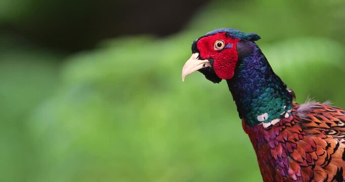 Portrait of a male common pheasant walking in meadow