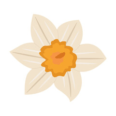 Narcissus bud vector. Isolated flower.