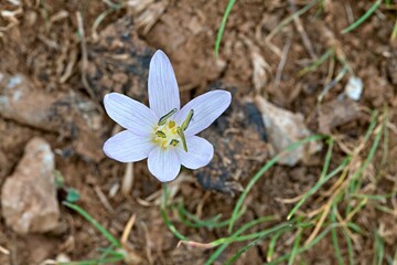 Cretan Colchicum (Colchicum cretense), Crete
