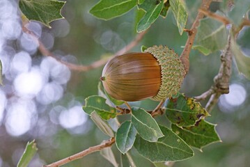 Kermes Oak (Quercus coccifera), Crete