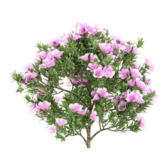Obraz premium 3d illustration of Rhododendron Plant isolated on transparent background