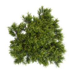 3d illustration of Stone pine tree isolated on transparent background from top view