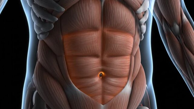 Detailed anatomical illustration of human abdominal muscles showing the rectus abdominis and obliques with a glowing navel.