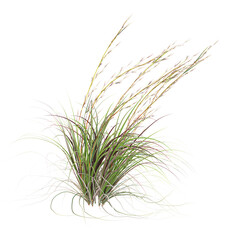 3d rendering of ​​Broomsedge bluestem grass isolated on transparent Canvas