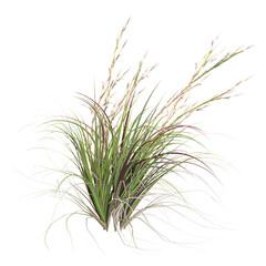 Fototapeta premium 3d Rendering Of Broomsedge bluestem grass on Transparent Canvas