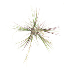 Fototapeta premium 3d Rendering Of Broomsedge bluestem grass on Transparent Canvas from top view