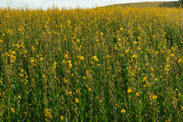 Beautiful Yellow flower of Sunn hemp