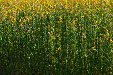 Beautiful Yellow flower of Sunn hemp