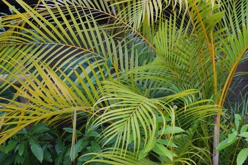 アレカヤシの森　ジャングリア沖縄