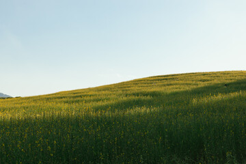 Beautiful Yellow flower of Sunn hemp