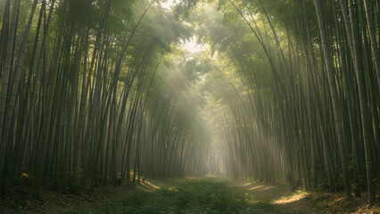 Fototapeta premium The graceful arch of bamboo stalks (Bambusa spp.) in a tranquil grove.