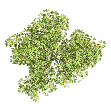 3D rendering of Fraxinus Griffithii tree on transparent background from top view