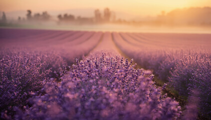 Obraz premium Lavender field sunrise mist purple bloom rural landscape calm atmosphere
