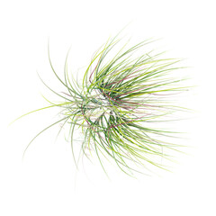 3d Rendering Of green big bluestem grass on Transparent Canvas from top view