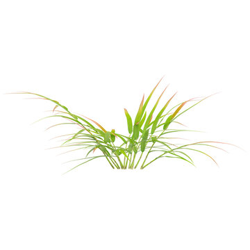 3D rendering of Japanese forest grass on transparent background