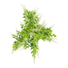 Fototapeta premium 3D rendering of Night blooming jasmine plant on transparent background from top view