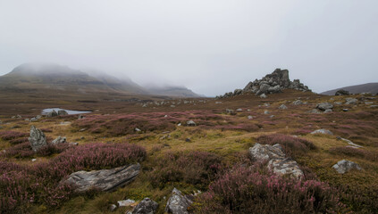 Misty rocky highland moor with purple heather and scattered boulders under overcast sky
