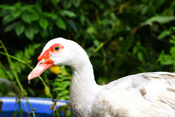 A Muscovy duck standing on the edge of a blue water container in a lush tropical garden. The white domestic duck is surrounded by vibrant green foliage, creating a natural farm and wildlife atmosphere