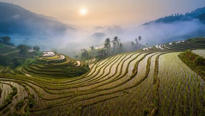 Early morning rice terrace sunrise with misty hills and palm trees, peaceful rural landscape