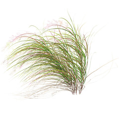 Obraz premium 3d Rendering Of zealand wind grass on Transparent Canvas