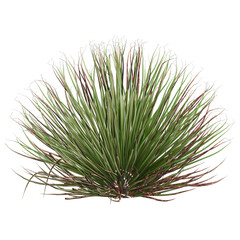 collection of Dasylirion wheeleri plant with realistic style