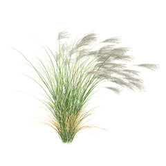 Fototapeta premium collection of Fresh Gracillimus maiden hair grass with realistic style
