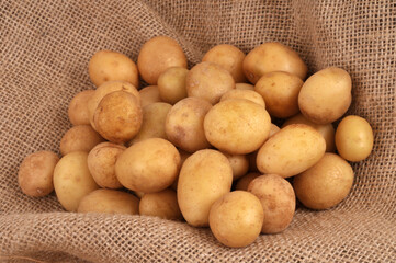 Pommes de terre grenaille crues sur une toile de jute