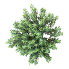 collection of Gopher spurge Tree on transparent canvas from top view